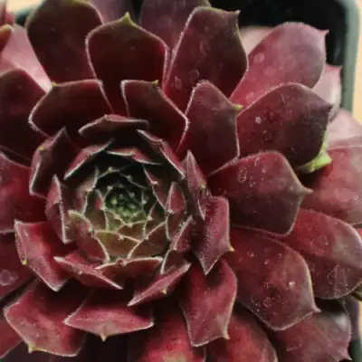 Молодило БЛЭК МОУНТЭЙН в Кобрине