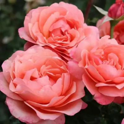 Роза КОРАЛ ЛИОНС РОУЗ флорибунда в Кобрине