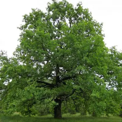 Дуб черешчатый в Кобрине