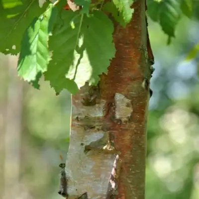 Береза бумажная в Кобрине