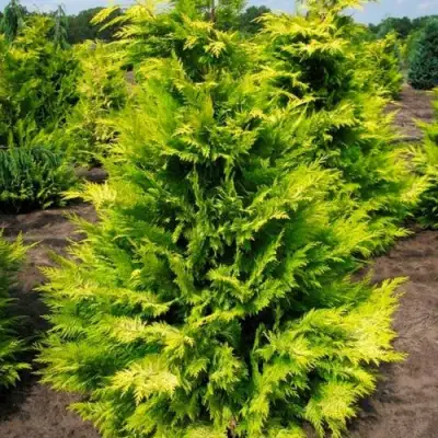 Кипарисовик ГОЛДЕН ВОНДЕР лавсона в Кобрине