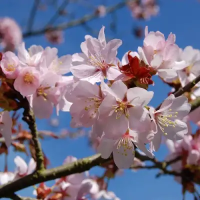 Вишня РАНЧО САРЖЕНТА в Кобрине