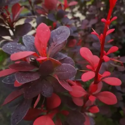 Барбарис РЕД ПИЛЛАР тунберга в Кобрине