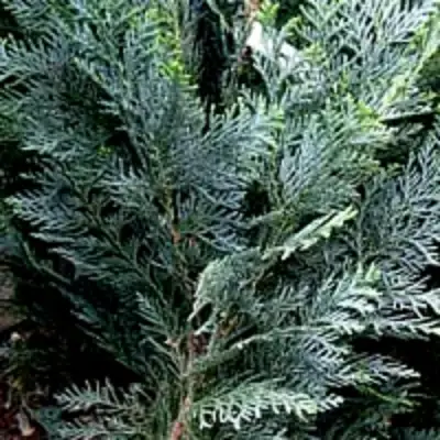 Кипарисовик ДАРТС БЛЮ РИББОН лавсона в Кобрине