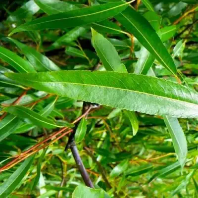 Ива ломкая  в Кобрине