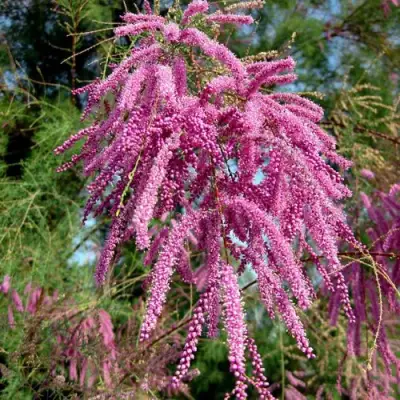 Тамарикс ПИНК КАСКАД в Кобрине