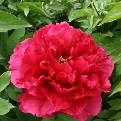 Пион АРОМАТНОЕ ВОСПОМИНАНИЕ древовидный в Кобрине