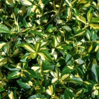 Бересклет САНСПОТ форчуна в Кобрине