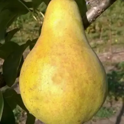 Груша КОНКОРД в Кобрине