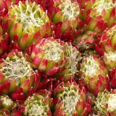 Молодило ХУКЕРА в Кобрине