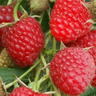 Малина КОЛОКОЛЬЧИК в Кобрине