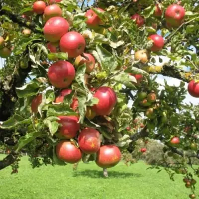 Яблоня ОРЛИК в Кобрине