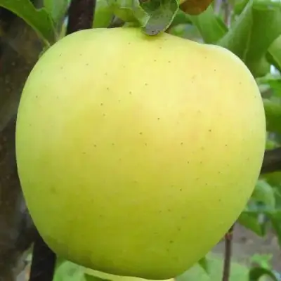 Яблоня ГОЛДЕН ДЕЛИШЕС в Кобрине