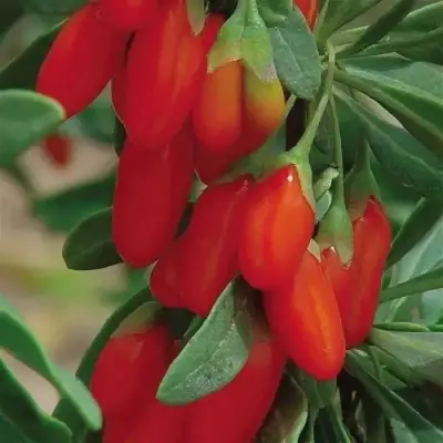 Годжи ВЯЧЕСЛАВ в Кобрине