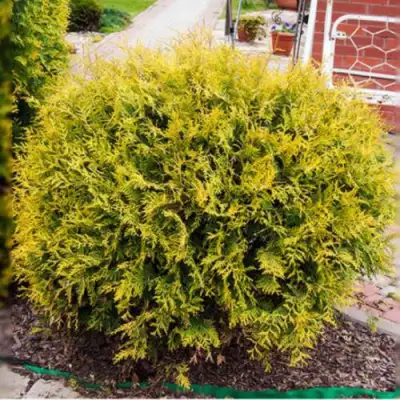 Туя КОЛЛЕРС ГОЛД складчатая в Кобрине