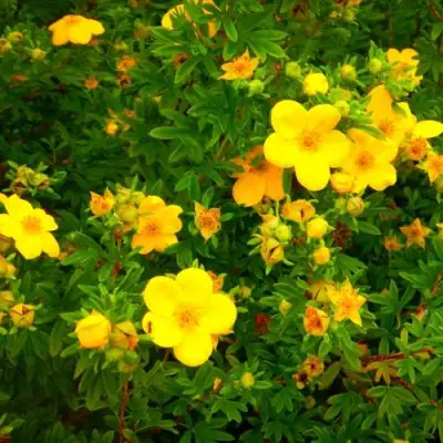 Лапчатка ГОЛДФИНГЕР кустарниковая в Кобрине