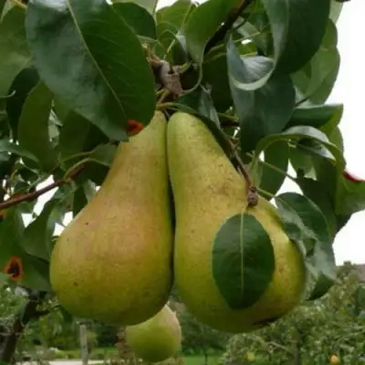 Груша КОНКОРД в Кобрине