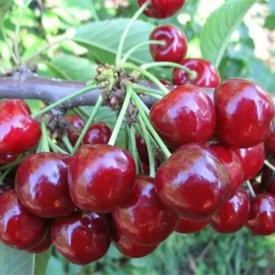 Вишня ДЕСЕРТНАЯ МОРОЗОВОЙ в Кобрине