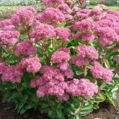 Очиток (седум) КАРЛ видный в Кобрине