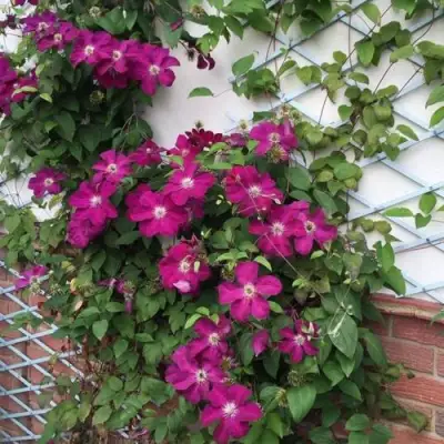 Клематис ЭРНЕСТ МАРКХАМ в Кобрине