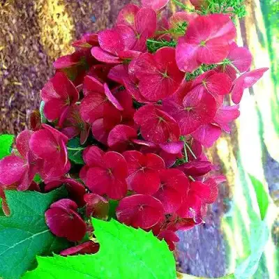 Гортензия АМЕТИСТ дуболистная в Кобрине