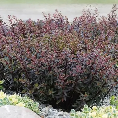 Очиток (седум) САНСПАРКЛЕР ДЖЕЙД ТАФФЕТ в Кобрине