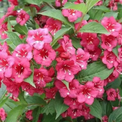 Вейгела БРИСТОЛЬ РУБИ в Кобрине