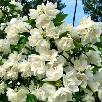 Жасмин ДЕНИСКИНЫ РАССКАЗЫ в Кобрине