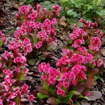 Бадан ФЛИРТ в Кобрине