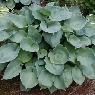 Хоста МУНЛАЙТ СОНАТА гибридная в Кобрине