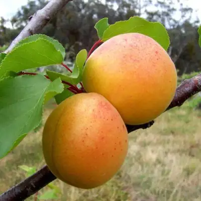 Абрикос ОРЛОВЧАНИН  в Кобрине