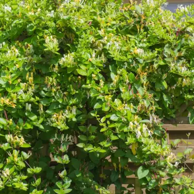 Жимолость ХАЛЛИАНА японская (Хелиана) в Кобрине