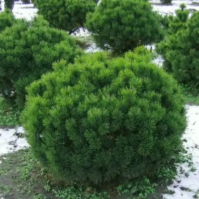 Сосна горная МУГУС в Кобрине