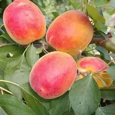 Абрикос ОСОБЕННЫЙ ДЕНИСЮКА в Кобрине