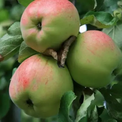 Яблоня УТРО в Кобрине