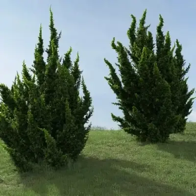 Можжевельник КАЙЗУКА китайский в Кобрине