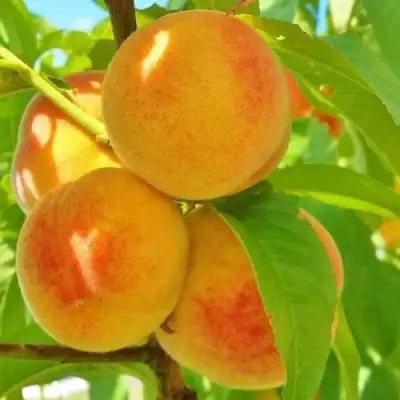 Персик ВЕТЕРАН в Кобрине