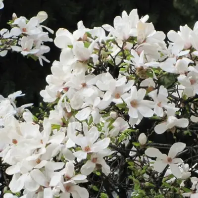 Магнолия КОБУС в Кобрине