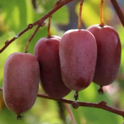 Актинидия ПУРПУРНО САДОВАЯ  аргута в Кобрине