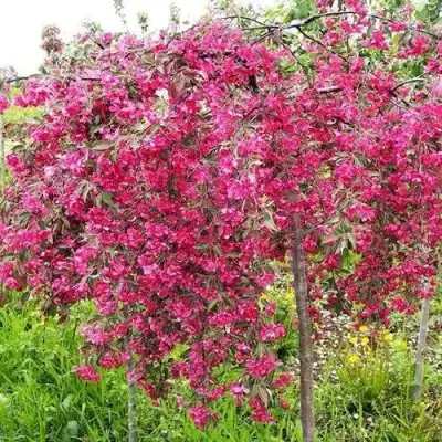 Яблоня КИНГ БЬЮТИ декоративная в Кобрине