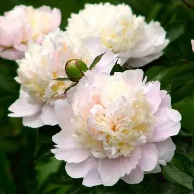 Пион ШИРЛИ ТЕМПЛ травянистый в Кобрине