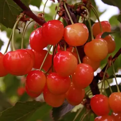 Черешня ФАТЕЖ в Кобрине