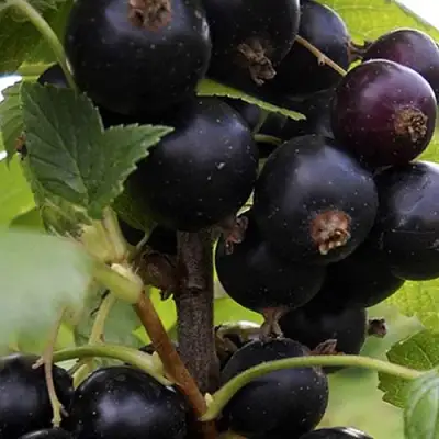 Смородина чёрная НЕСТЕР КОЗИН в Кобрине