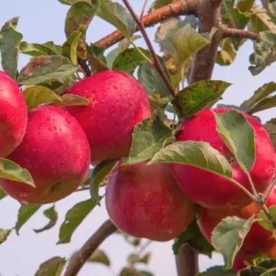 Яблоня РОЖДЕСТВЕНСКОЕ в Кобрине