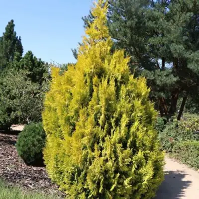 Туя СТОУНХАМ ГОЛД складчатая в Кобрине