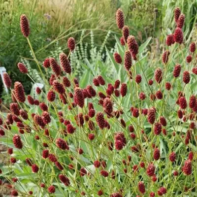 Кровохлебка БИТЛВИНГЗ в Кобрине