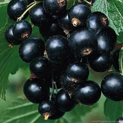 Смородина черная БЕН КОНАН в Кобрине