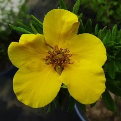 Лапчатка ГОЛДФИНГЕР кустарниковая в Кобрине