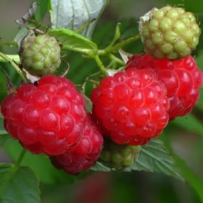 Малина СОЛНЫШКО в Кобрине