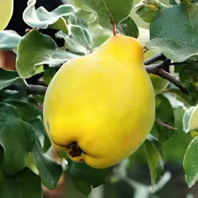 Айва МИР в Кобрине